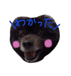 黒ポメごまの日常2（個別スタンプ：13）