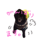 黒ポメごまの日常2（個別スタンプ：16）