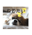 ティティちゃん 2（個別スタンプ：7）