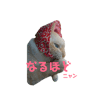 ゆるびびりキャット★こたまの日常スタンプ（個別スタンプ：1）