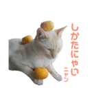 ゆるびびりキャット★こたまの日常スタンプ（個別スタンプ：2）