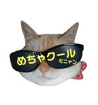 ゆるびびりキャット★こたまの日常スタンプ（個別スタンプ：3）