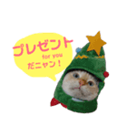 ゆるびびりキャット★こたまの日常スタンプ（個別スタンプ：4）
