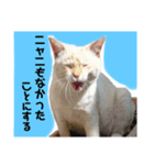 ゆるびびりキャット★こたまの日常スタンプ（個別スタンプ：6）