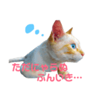 ゆるびびりキャット★こたまの日常スタンプ（個別スタンプ：8）