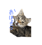 とらとらず（個別スタンプ：2）