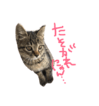とらとらず（個別スタンプ：3）