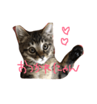 とらとらず（個別スタンプ：4）