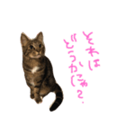 とらとらず（個別スタンプ：6）