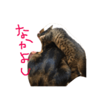 とらとらず（個別スタンプ：7）