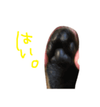 とらとらず（個別スタンプ：8）