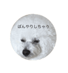 ビションムンちゃんのまったり生活 2（個別スタンプ：2）