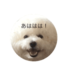 ビションムンちゃんのまったり生活 2（個別スタンプ：3）