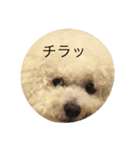 ビションムンちゃんのまったり生活 2（個別スタンプ：4）