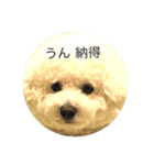 ビションムンちゃんのまったり生活 2（個別スタンプ：5）