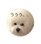ビションムンちゃんのまったり生活 2（個別スタンプ：7）