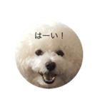 ビションムンちゃんのまったり生活 2（個別スタンプ：8）