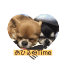 チワワくん(おじゃる＆でんぼ)♡2（個別スタンプ：13）