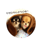 チワワくん(おじゃる＆でんぼ)♡2（個別スタンプ：15）
