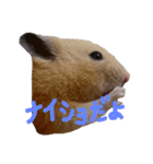 玉三郎と牛太郎の日々（個別スタンプ：12）