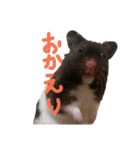 玉三郎と牛太郎の日々（個別スタンプ：21）