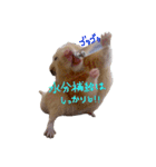 玉三郎と牛太郎の日々（個別スタンプ：31）
