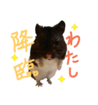 玉三郎と牛太郎の日々（個別スタンプ：37）