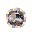 チワワくん(おじゃる＆でんぼ)♡（個別スタンプ：3）