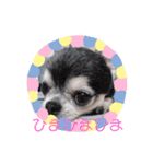 チワワくん(おじゃる＆でんぼ)♡（個別スタンプ：10）