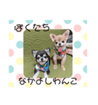 チワワくん(おじゃる＆でんぼ)♡（個別スタンプ：11）