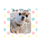 チワワくん(おじゃる＆でんぼ)♡（個別スタンプ：13）