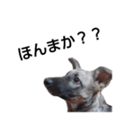 犬なのにウルフ2   夫婦向け（個別スタンプ：2）