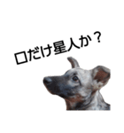 犬なのにウルフ2   夫婦向け（個別スタンプ：6）