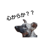 犬なのにウルフ2   夫婦向け（個別スタンプ：10）
