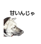 犬なのにウルフ2   夫婦向け（個別スタンプ：11）