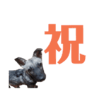 犬なのにウルフ2   夫婦向け（個別スタンプ：13）
