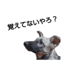 犬なのにウルフ2   夫婦向け（個別スタンプ：14）