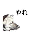 犬なのにウルフ2   夫婦向け（個別スタンプ：15）