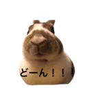 うさぎのカール（個別スタンプ：2）