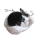 うさぎのカール（個別スタンプ：4）
