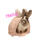 うさぎのカール（個別スタンプ：6）