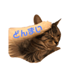 毎日使える！猫ちゃんスタンプ（個別スタンプ：1）