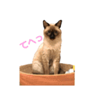 毎日使える！猫ちゃんスタンプ（個別スタンプ：4）
