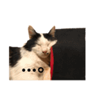 毎日使える！猫ちゃんスタンプ（個別スタンプ：5）