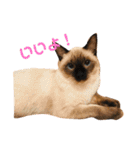 毎日使える！猫ちゃんスタンプ（個別スタンプ：10）
