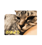 毎日使える！猫ちゃんスタンプ（個別スタンプ：11）