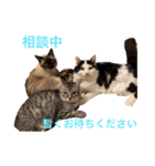 毎日使える！猫ちゃんスタンプ（個別スタンプ：12）