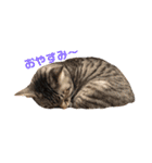 毎日使える！猫ちゃんスタンプ（個別スタンプ：16）