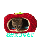 毎日使える！猫ちゃんスタンプ（個別スタンプ：17）