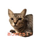 毎日使える！猫ちゃんスタンプ（個別スタンプ：21）